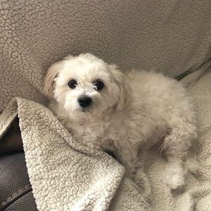 Meet your Posher, Teddy